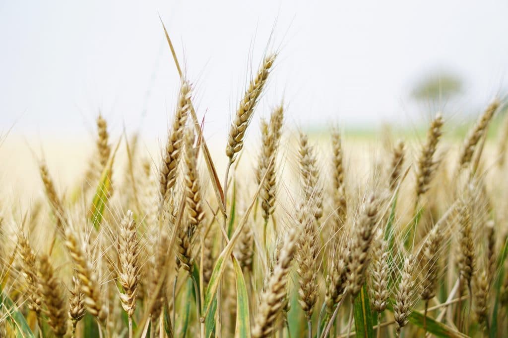 La malta en la cerveza de calidad | campo cebada