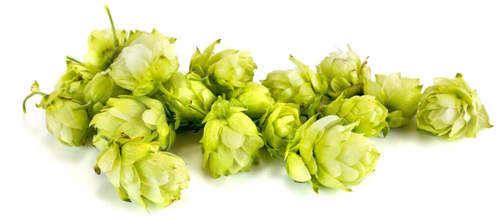 ¿Qué hacer con el sabor Amargo de la IPA? Consejos para Disfrutarla Mejor | sabor amargo de la ipa0