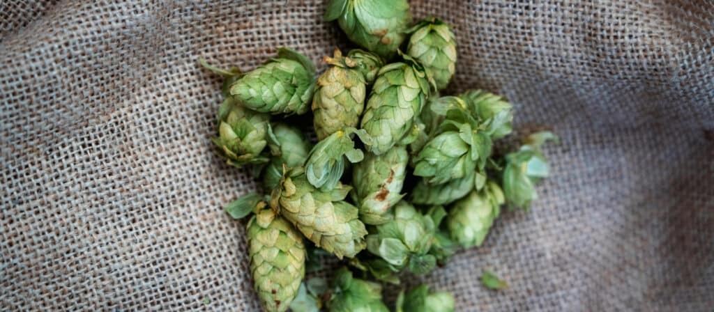 ¿Qué hacer con el sabor Amargo de la IPA? Consejos para Disfrutarla Mejor | sabor amargo de la ipa5